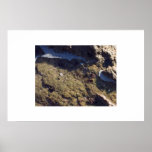 Tidepool life posters