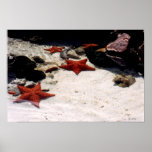 Tidepool Print