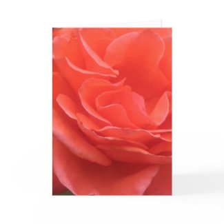 Tides of Peach Rose Flower Photo Greeting Card