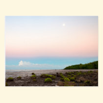 Tide's Out postcards