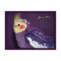 Tiel Postcards by Petcetera Tiel Postcards