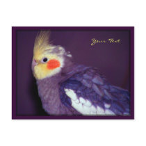 Tiel Postcards