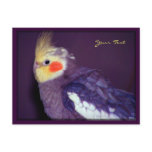 Tiel Postcards