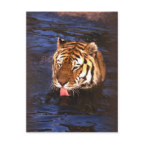 Tiger2 Post Card