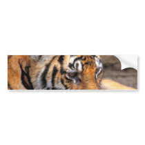 Tiger38