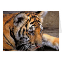Tiger38 Cards