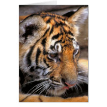 Tiger38