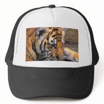 Tiger38
