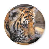 Tiger38 Magnet