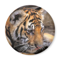 Tiger38 Refrigerator Magnets