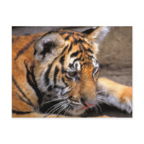 Tiger38 Post Cards