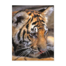 Tiger38 Postcard