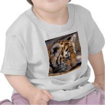 Tiger38 Shirts