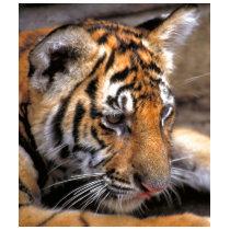 Tiger38