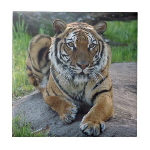 tiger3-10x10 ceramic tiles