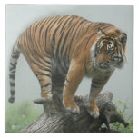 tiger5-10x10 ceramic tiles