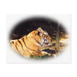 Tiger_1001 Tiger_1001