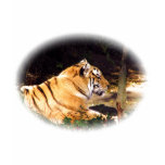 Tiger_1001 Tiger_1001