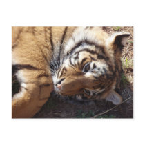 Tiger 2 postcards
