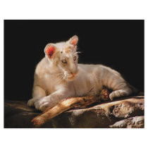 Tiger - A baby snow tiger flyers by suburbanscenes Tiger - A baby snow tiger flyers