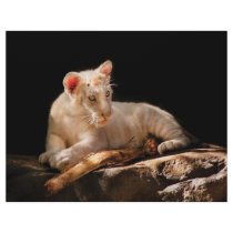Tiger -  A baby snow tiger letterhead
