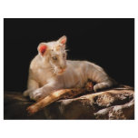 Tiger -  A baby snow tiger Customized Letterhead