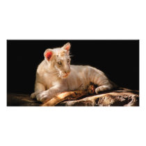 Tiger - A baby snow tiger photo cards by suburbanscenes Tiger - A baby snow tiger photo cards