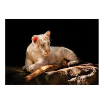 Tiger -  A baby snow Tiger posters