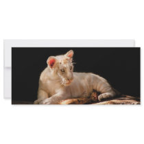 Tiger - A baby snow tiger rack cards by suburbanscenes Tiger - A baby snow tiger rack cards