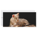 Tiger -  A baby snow tiger Customized Rack Card