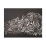 Tiger and Cub Postcard
