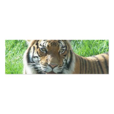tiger  and gorilla business card by KatAnnette