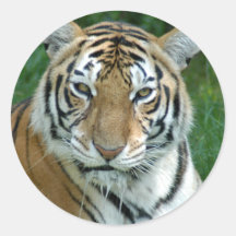 Tiger_Aroara012 Round Stickers