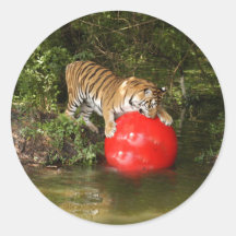 Tiger_Aroara037 Round Stickers