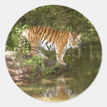 Tiger_Aroara058 Stickers
