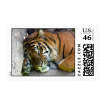 Tiger Asleep Postage Stamp