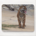 Tiger at the San Antonio Zoo mousepads