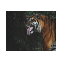 Tiger at the Zoo Canvas Print