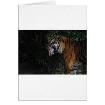 Tiger at the Zoo Greeting Cards