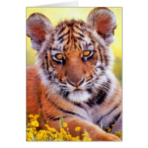 Tiger Baby Cub Cards
