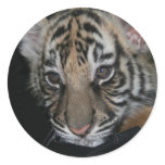 Tiger Baby Round Sticker