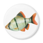 Tiger Barb Aquarium Fish Magnet