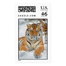 Tiger Beauty in Snow Postage
