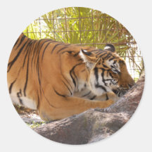 Tiger Bengali 001 Round Stickers