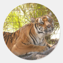 Tiger Bengali 003 Round Stickers