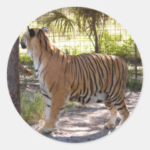 Tiger Bengali 007 Sticker