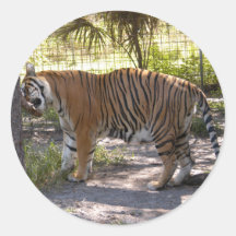 Tiger Bengali 008 Stickers