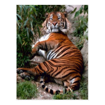 Tiger Big Cat prints  Post Cards