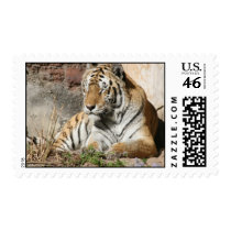 Tiger big cat wildlife zoo animal postage