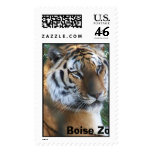 Tiger Boise Zoo, Idaho